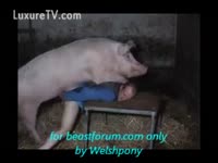 Man screwed with Beastiality by a pig at the farm